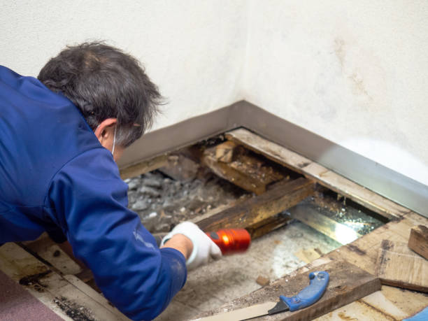 Best Bathroom Mold Remediation in Harvard, IL