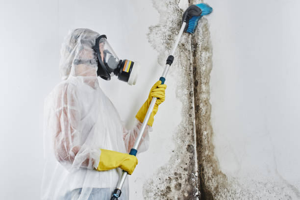 Best Preventive Mold Services in Harvard, IL