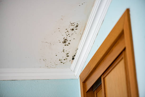 Best Insurance-Related Mold Remediation in Harvard, IL