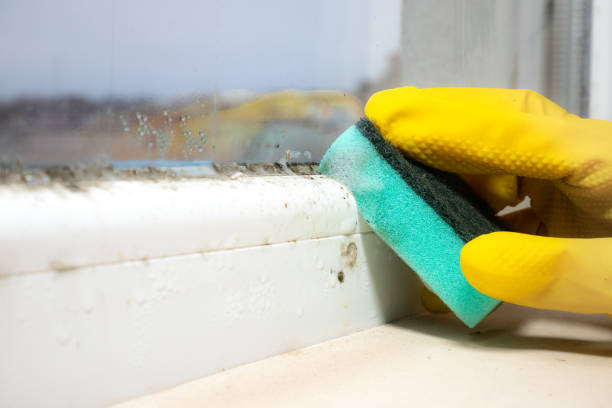 Reliable Harvard, IL Mold Remediation Solutions