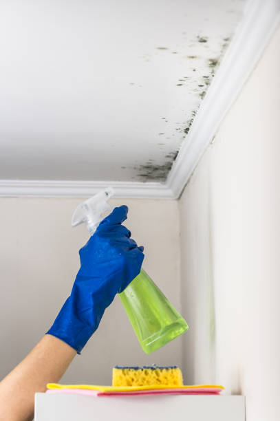 Best Commercial Mold Remediation in Harvard, IL
